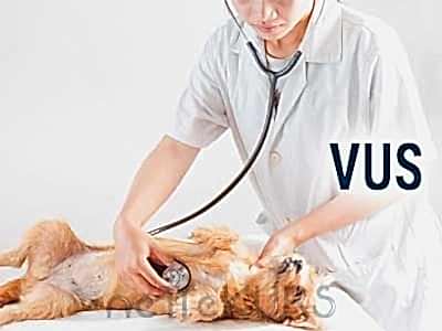 Veteriner Hekimliğinde Uzmanlık Eğitimine Giriş Sınavı